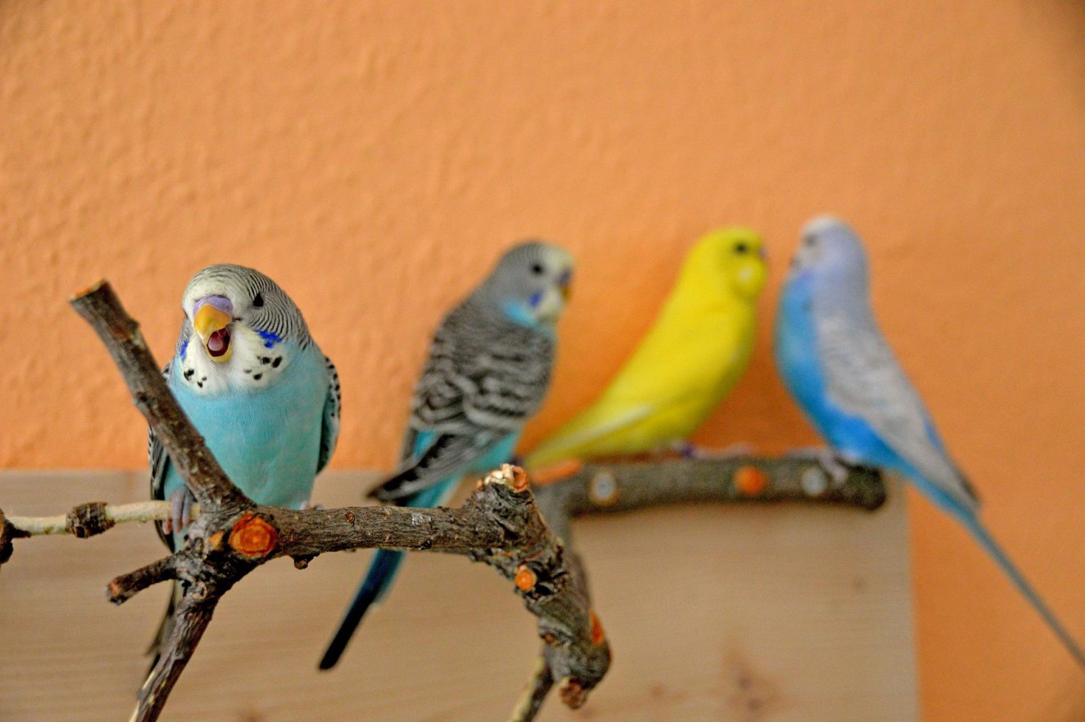 Welche Aste Fur Wellensittiche