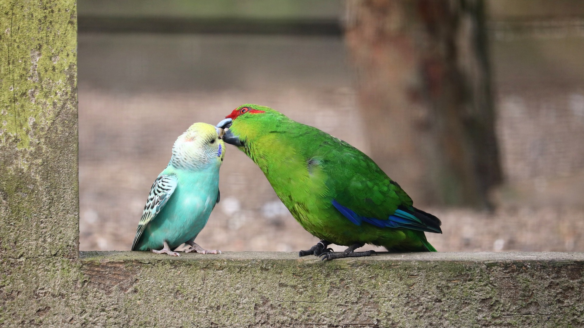 Vögel-sprechen-miteinander