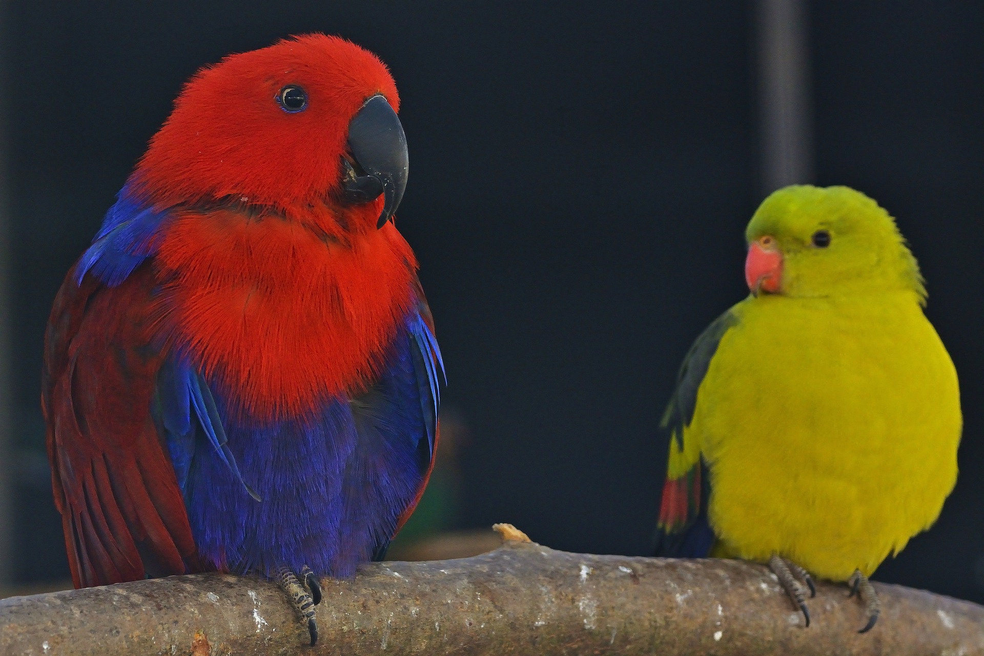 Vogelarten-sprechen-sittich-papagei